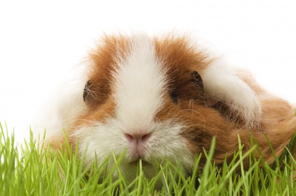 Scurvy Critters: How to Combat Vitamin C Deficiency in Guinea Pigs
