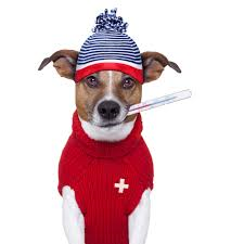 Can My Pet Catch a Cold?