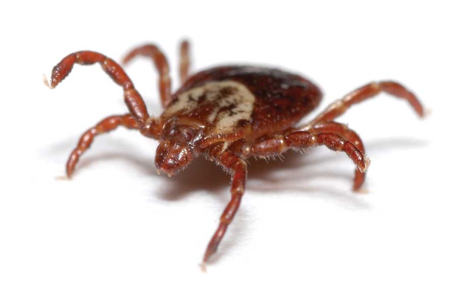 Our Vancouver Veterinary Hospital Discusses Troublesome Ticks