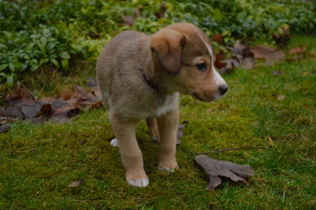 Meet Rowan! Puppy of the week!