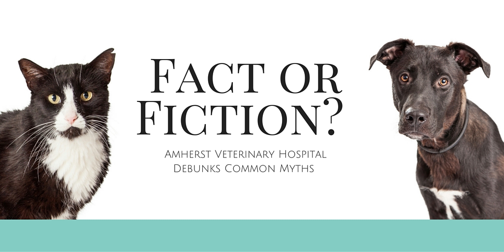 Our Vancouver Veterinary Hospital Debunks Popular Myths