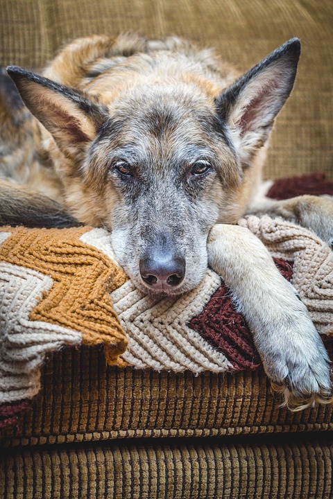 January is Senior Pet Month at Amherst Veterinary Hospital
