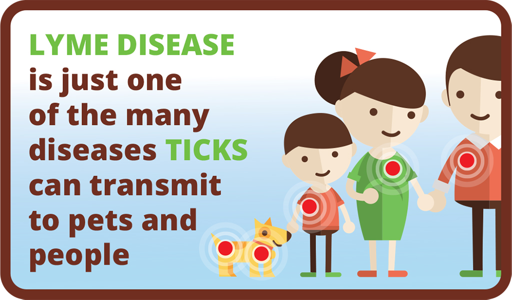 Ticks, Lyme Disease and Lyme Vaccine